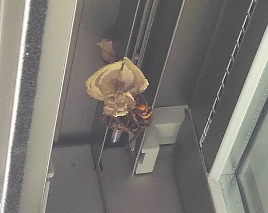 スズメバチの巣駆除窓枠